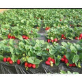 Black Film for Plant Strawberry 1.2m*10m to Exported Europe Market
